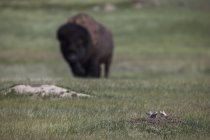 Чернохвостая прерийская собака — стоковое фото
