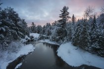 Río con siempreverdes cubiertos de nieve al atardecer - foto de stock