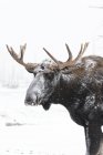 Bull moose with antlers — Stock Photo