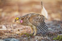 Sharp-tailed Grouse struts during spring mating dance — Stock Photo