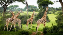 Жирафи, стоячи на поле — стокове фото