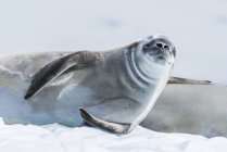 Crabeater seal on ice — Stock Photo