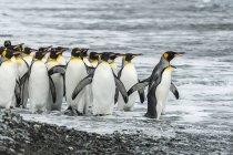 Rey pingüinos caminando en la orilla - foto de stock