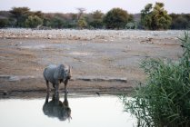 Rinoceronte sta guardando la fotocamera — Foto stock