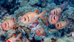 Exotische Schulterklappen-Soldatenfische schwimmen im Meer in der Nähe von Korallen — Stockfoto