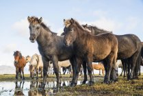Icelandic horses standing near water — Stock Photo