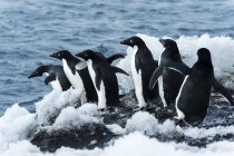 Pingüinos Adelie saltando al agua. Antártida - foto de stock