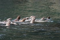 Морские львы в воде — стоковое фото