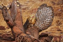 Iguana terrestre comiendo cactus en la vida silvestre, galápagos — Stock Photo