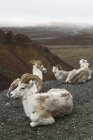 Band of Dall sheep — Stock Photo