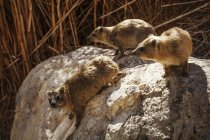 Hyrax vit sur les rochers — Photo de stock