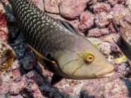 Wunderschöner Lippfisch, der unter Wasser schwimmt, Wildtiere — Stockfoto