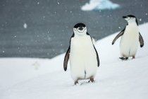 Chinstrap pingüinos en las nevadas - foto de stock