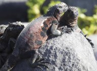 Крупный план морских игуан на каменных валунах, Пунта-Суарес, Эспанола или острове Худ — стоковое фото