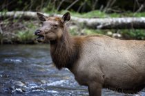 Elk standing in river — Stock Photo