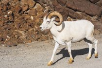 Овцы Рам Далл — стоковое фото