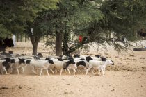 Вівці ходять на фермі — стокове фото