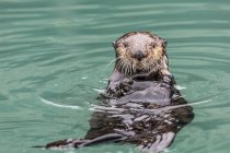 Primo piano della lontra marina — Foto stock