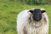 Крупный план овец в траве — стоковое фото