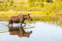 Young bull moose — Stock Photo