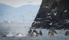 Humpback bolla balene — Foto stock