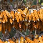 Oreilles de maïs séchant sur support — Photo de stock