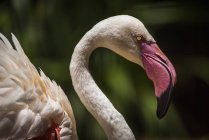 Крупный план чилийского фламинго — стоковое фото