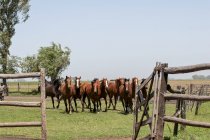 Лошади бегут в загоне — стоковое фото