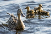 Duck with her ducklings — Stock Photo