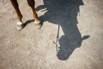 Horse legs and shadow — Stock Photo