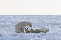 Orsi polari sparring sulla costa — Foto stock