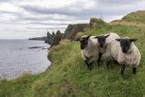 Овцы стоят на траве — стоковое фото