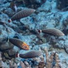 Schöne psychedelische Wickel schwimmen unter Wasser, Tierwelt — Stockfoto