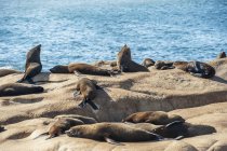 Морських левів, гріючись — стокове фото