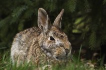 Conejo de cola de algodón sentado en la hierba - foto de stock