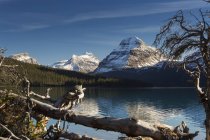 Lac de montagne encadré de bois flotté — Photo de stock