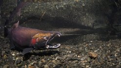 Gaping male Coho Salmon — Stock Photo