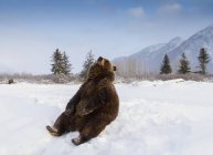 Urso pardo sentado na neve — Fotografia de Stock