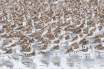 Grand troupeau de petits oiseaux — Photo de stock