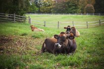 Mucche che depongono nel campo agricolo — Foto stock