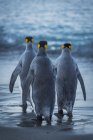 Tres pingüinos rey - foto de stock