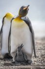Pinguim-rei com pintinho cinzento — Fotografia de Stock