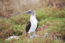 Blue-footed booby on North Seymour Island, Galapagos — Stock Photo