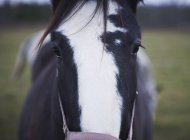 Pferde blicken in die Kamera — Stockfoto