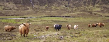 Highland scozzese paesaggio — Foto stock