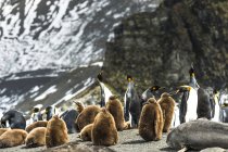 Pingüinos rey y juveniles - foto de stock