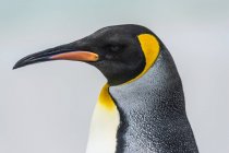 Gros plan du Roi Pingouin — Photo de stock