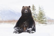 Oso Grizzly cautivo - foto de stock