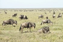 Grande mandria di Wildebeest — Foto stock