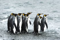 Короли-пингвины стоят на берегу — стоковое фото